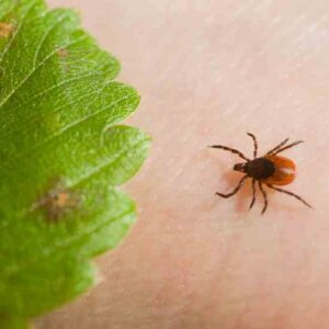 The Lowdown on Lyme Disease Image